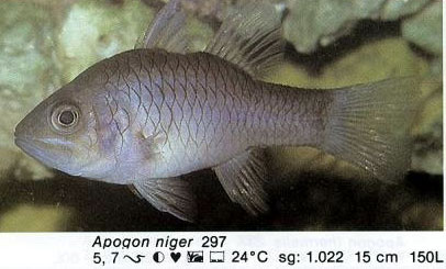 Apogon niger